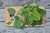 Green Basella alba or Malabar spinach leaves on cutting board on grey wood top