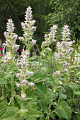 Flowering clary sage