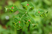 Close-up of Euphorbia flowers