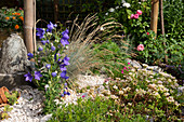 Small gravel bed with balloon flowers, ornamental grass, and ground covers