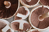 Agaricus campestris mushrooms close up