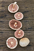 Agaricus campestris mushrooms on grey wood deck