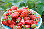 Freshly picked strawberries plate in the garden with strawberry leaves