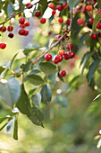Sour cherries on a tree