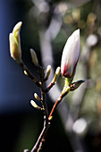 Magnolienblüte und -knospe