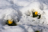 Winterlinge unter Schneedecke