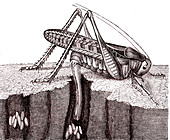 Grasshopper laying eggs, 19th century illustration