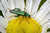 Thick legged flower beetle