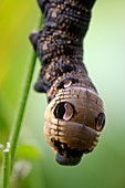 Elephant hawkmoth caterpillar