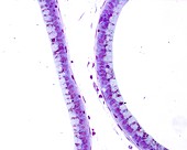Epididymis epithelium, light micrograph
