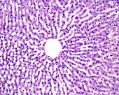 Hepatocyte plates, light micrograph