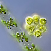 Coelastrum and Spirogyra green algae, LM