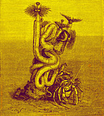 Polychaete, 19th century illustration
