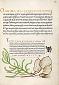 Illuminated calligraphic manuscript, 16th century