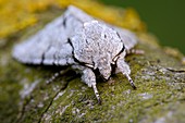 Grey dagger moth