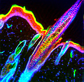 Hair follicle, fluorescent micrograph
