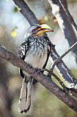 Red-billed hornbill