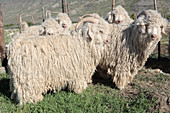 Angora goats at an auction