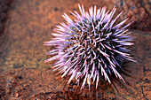 Cape urchin