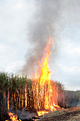 Burning sugar cane