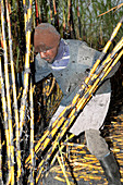 Man cutting burnt sugar cane