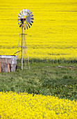 Rapeseed fields in flower