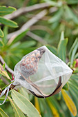Sugarbush protea (Protea repens) seeds