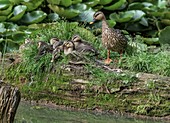 Indian spot-billed duck and ducklings, India