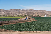 Canal irrigating a leaf lettuce farm, Arizona, USA