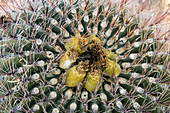 Southwestern barrel cactus (Ferocactus wislizeni)