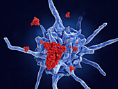 Dendritic cell processing Covid-19 protein, illustration
