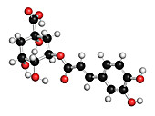Chlorogenic acid herbal molecule, illustration