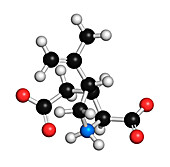 Kainic acid molecule, illustration