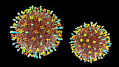 Hendra virus, illustration