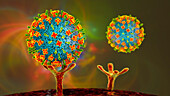Nipah viruses binding to human cells, illustration