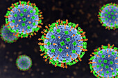 Nipah virus particles, illustration