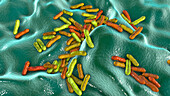 Cutibacterium acnes bacteria, illustration