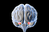 Amygdala of the brain, illustration