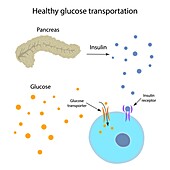 Healthy glucose transportation, illustration