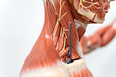 Human musculature anatomy model