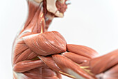 Human musculature anatomy model