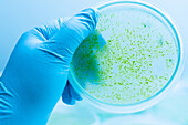 Petri dish with cyanobacteria
