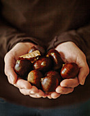 Fresh picked wild Chestnuts gathered in the forest