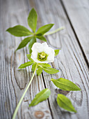 Blüte und Blätter von Lenzrose auf Holzuntergrund