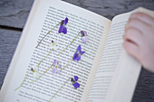 Violet flowers being pressed in a book