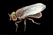 Fruit fly, SEM