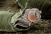 Eclosion of fruit fly, SEM