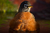 American robin having a bath