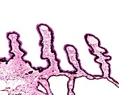 Ciliary processes, light micrograph