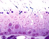 Spermatogenesis, light micrograph